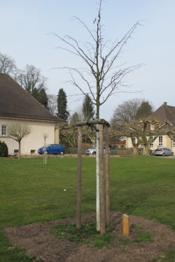 Friedenslinde Tuller Platz