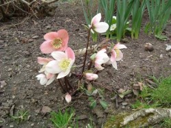 Februar Februar