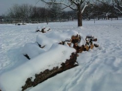 Januar Januar