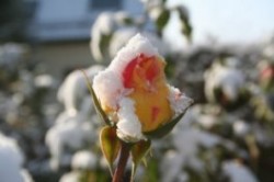 November November