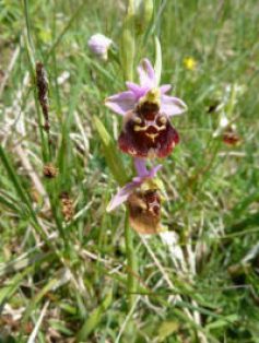 2011-orchideenwanderung_1