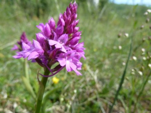 2011-orchideenwanderung_2
