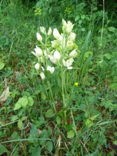 2011-orchideenwanderung_4