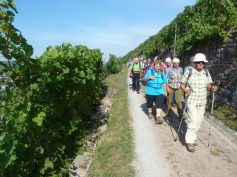 durch-die-weinberge-am-main