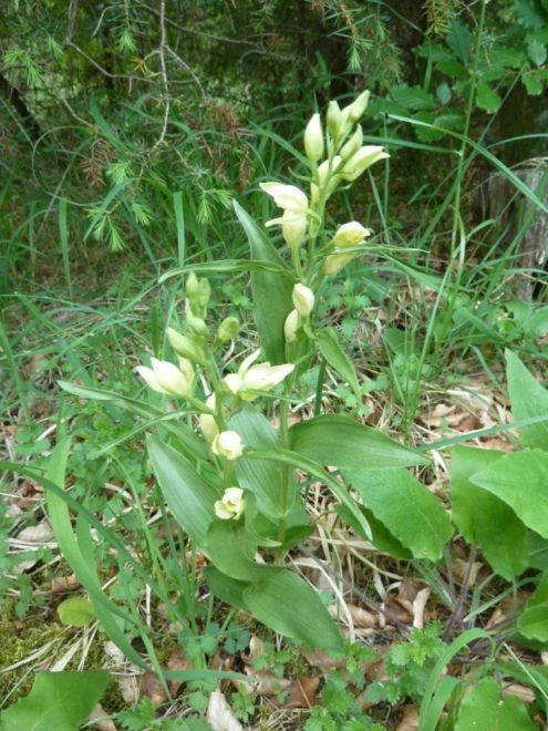 waldvoegelein